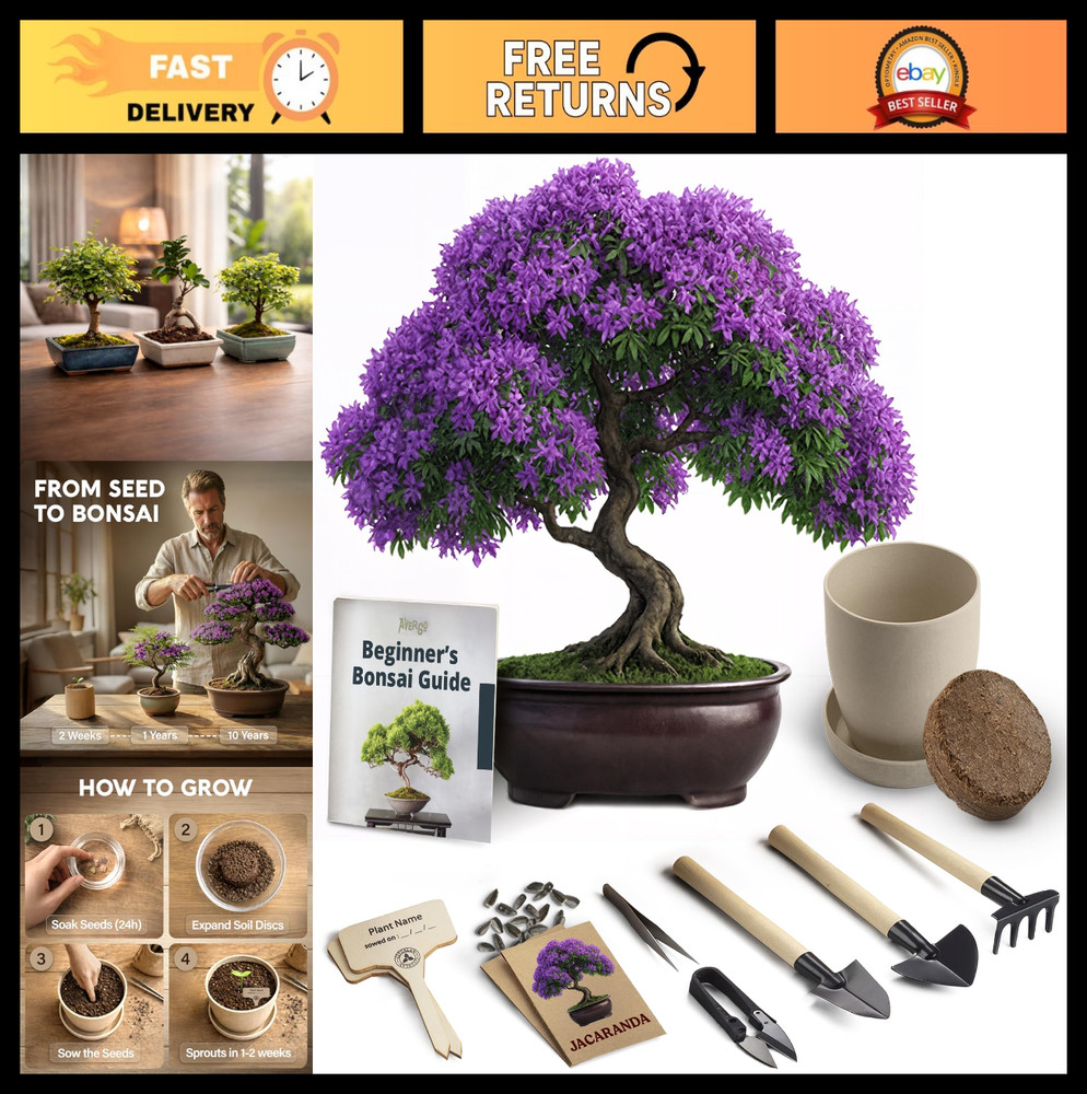 Bonsai Starter Kit – Growing Jacaranda Bonzai Tree | Complete Indoor Tree Kit fo