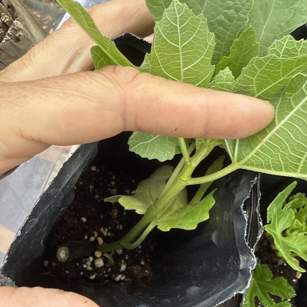 Italian Black young Fig Tree 🌲