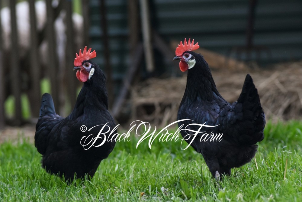 6+ White-Faced Hatching Eggs NPIP-Certified Critically Endangered