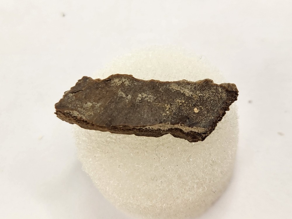 Cretaceous Turtle Shell Fossil - Testudines - Judith River Fm. - Hill Co., MT