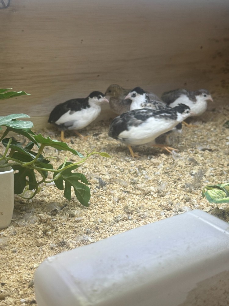 20 Button Quail Hatching Eggs Multiple Colors