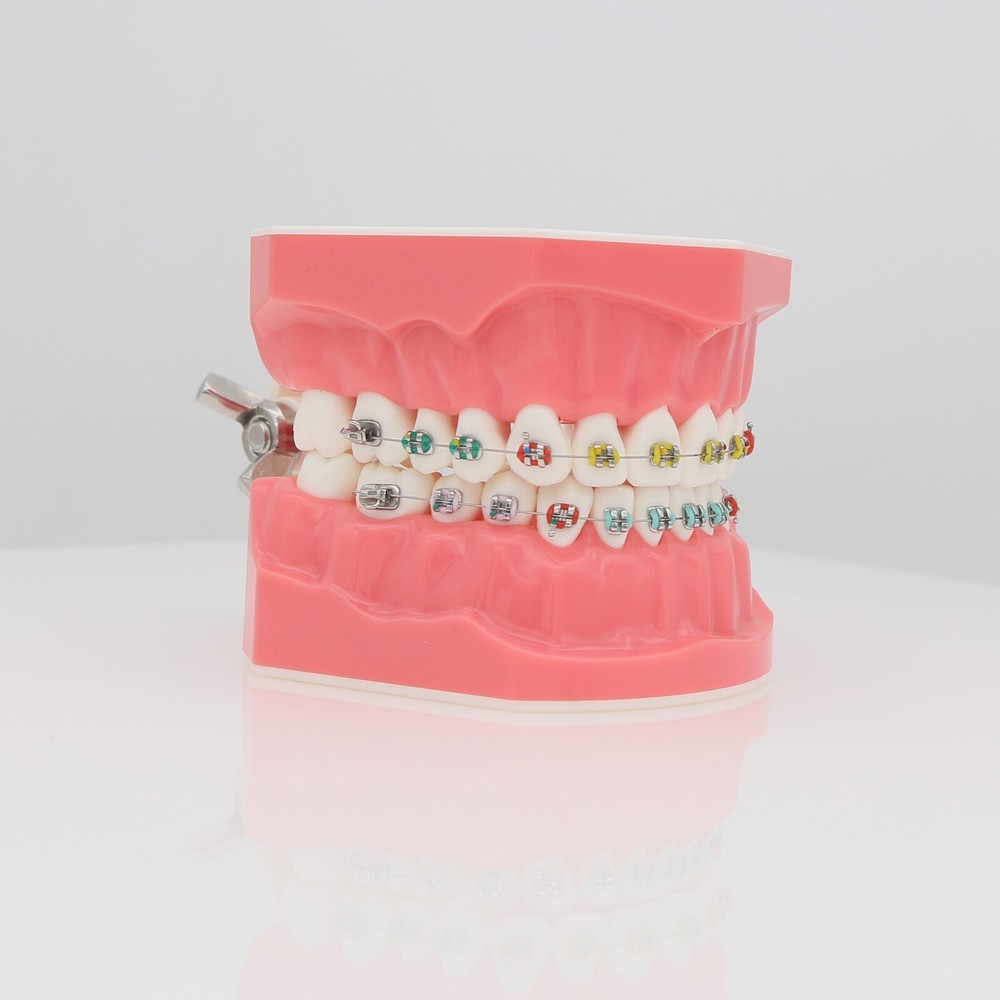 US Dental Teach Typodont Demonstration Teeth Model for Patient Study M7010-1/2