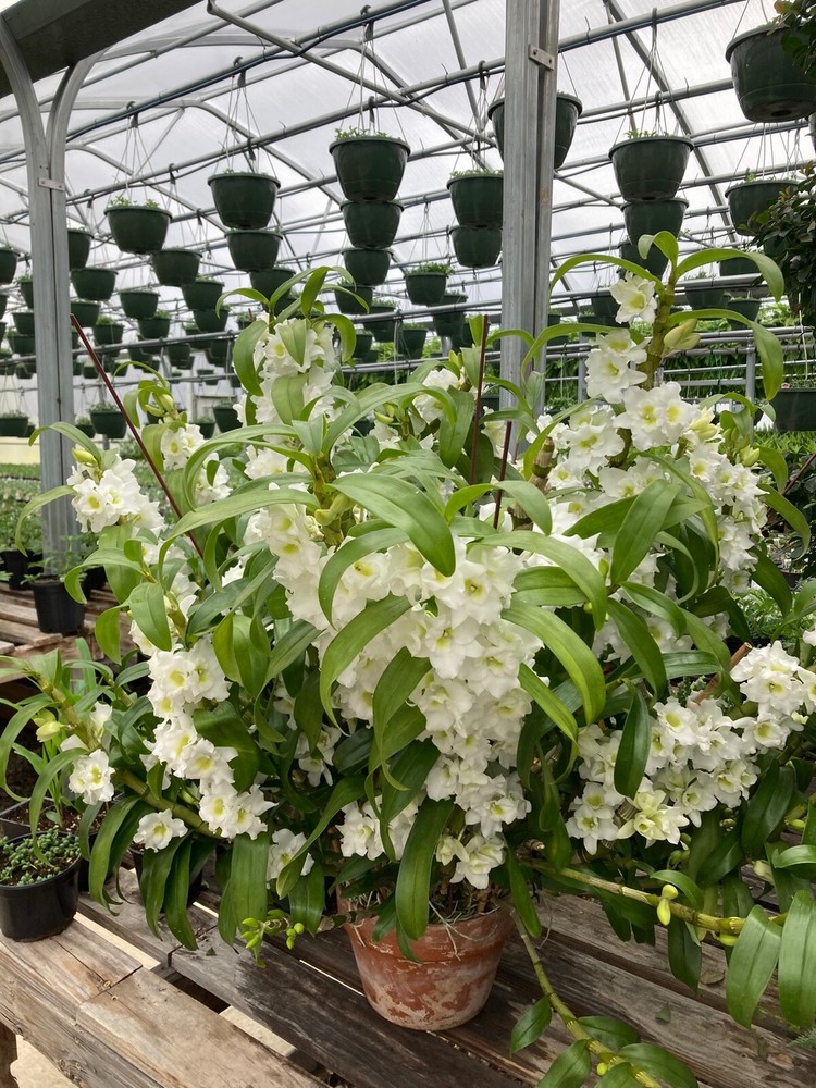 Nobile Dendrobium Spring Dream ' Appollon’