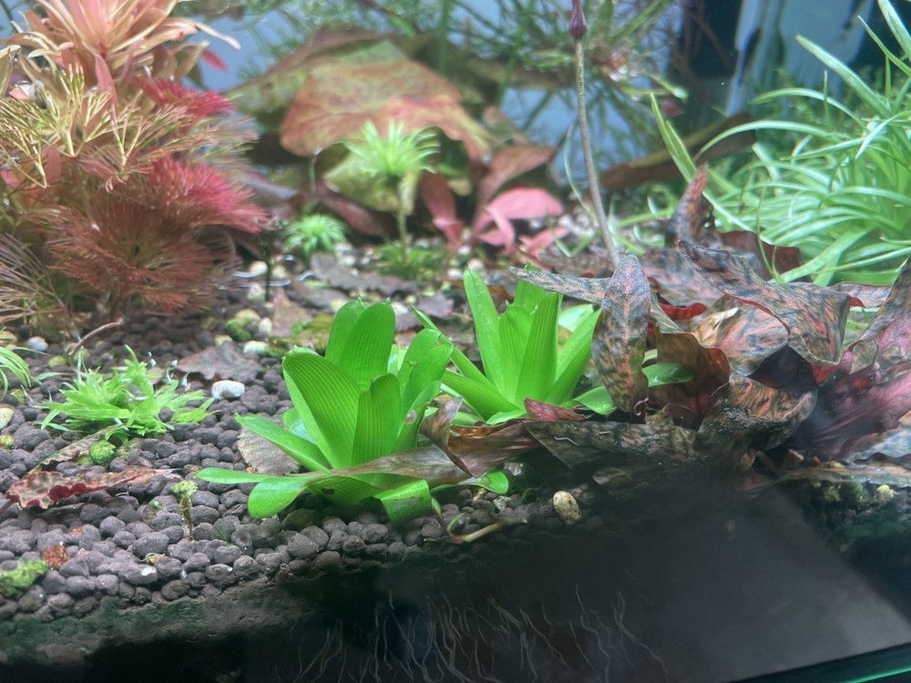 Eriocaulon Cuspidatum x1 Submersed Plant