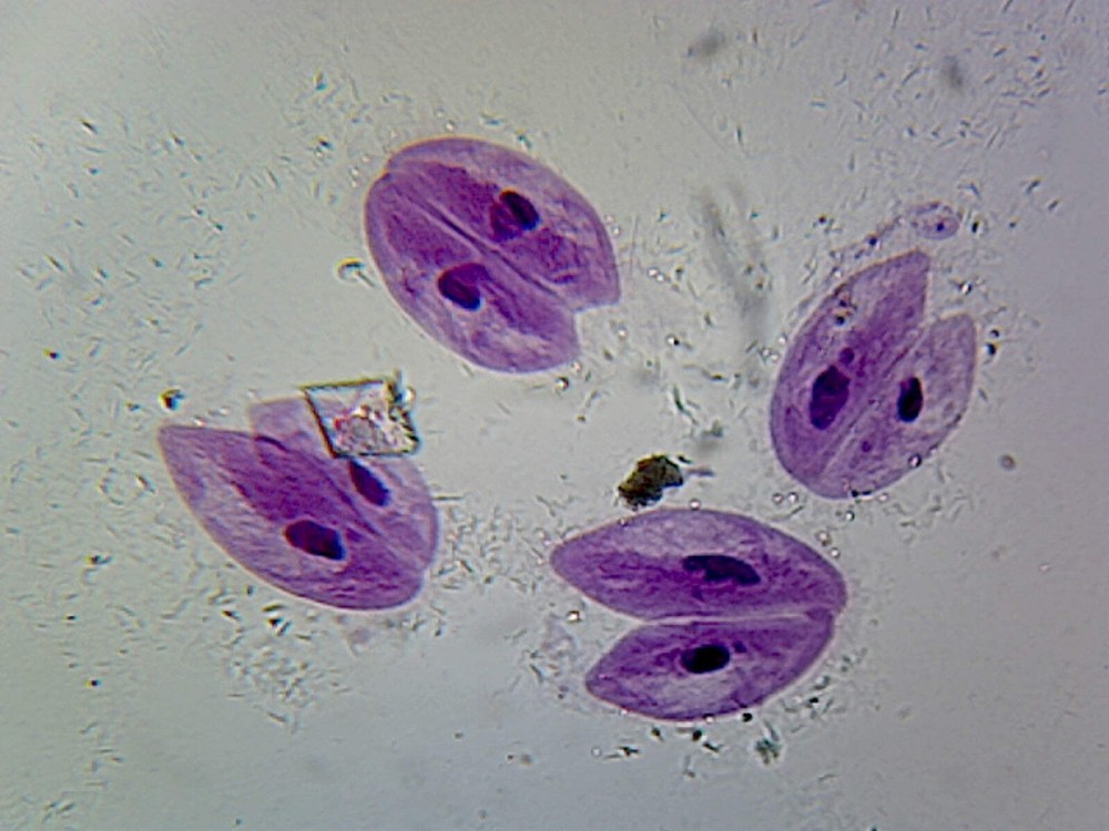 Paramecium Conjugation; Whole-mount
