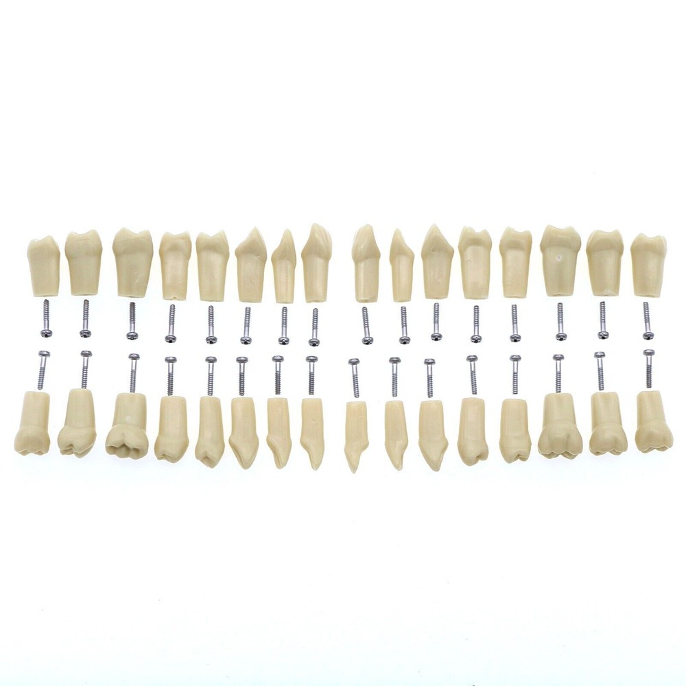 M8014-2 Frasaco AG3 Type Dental Restorative Typodont Model 32Pcs Removable Teeth