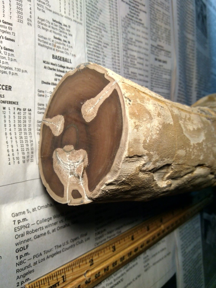Petrified Wood Limb- Over 6 lbs.