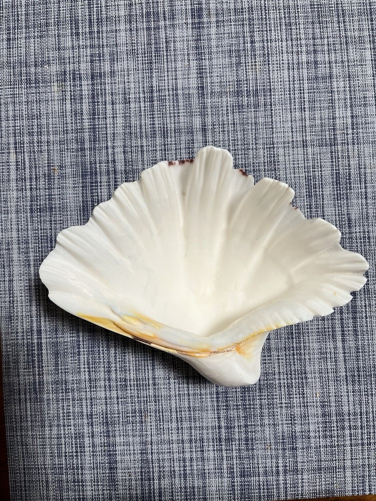 Ceramic Seashell