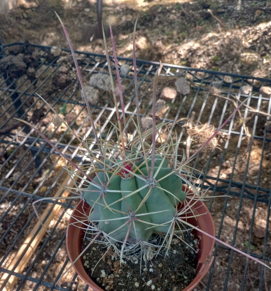 Ferocactus rectispinus Very Long Spine Barrel Cactus 61