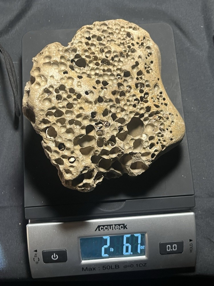 Fossil Shell Clam in Hag Stone Boulder -adder Rock-Omar Stone 2.6 Lbs