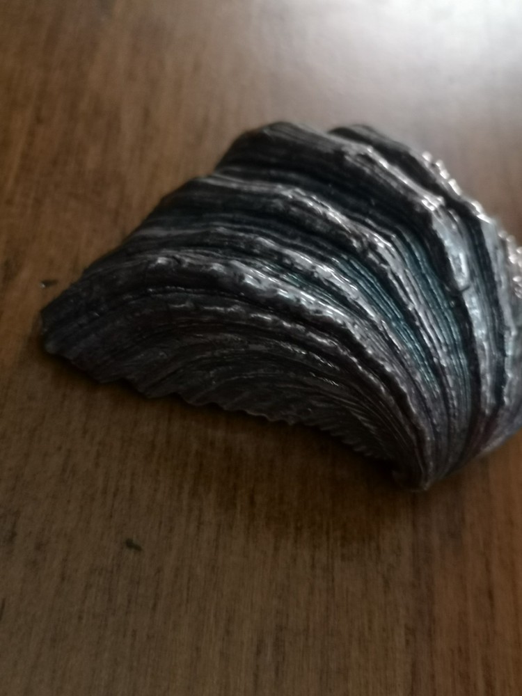 M.Buccellati Silver Shell Dish