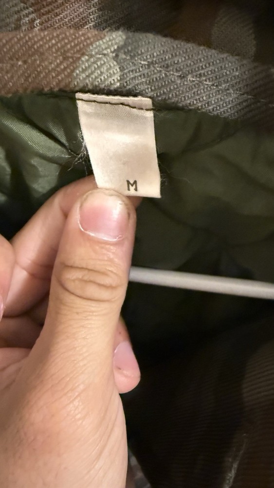 Cuban Lizard/ Grey Lizard