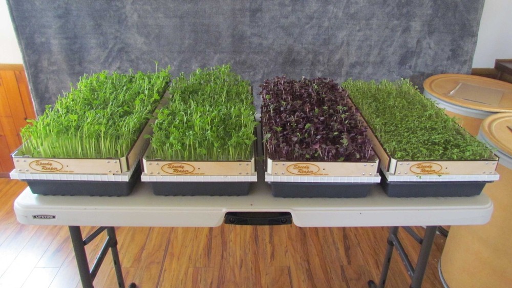 SPEEDY REAPER - 4-Pack - Microgreens Harvest System - Simple, quick & efficient