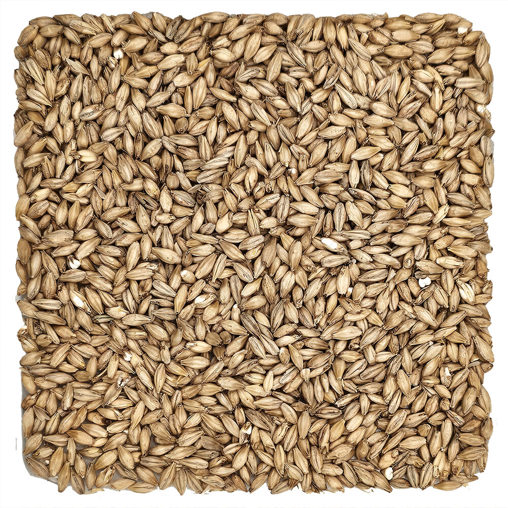 Home Brew Ohio Avangard 2-Row Grain 55lb