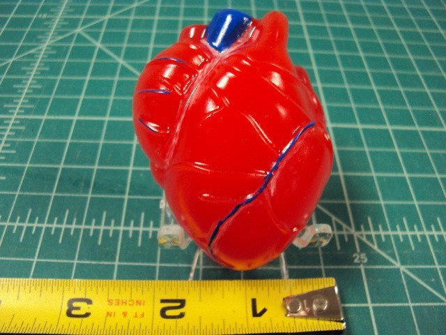 Anatomically correct Valentine 's heart with stand.
