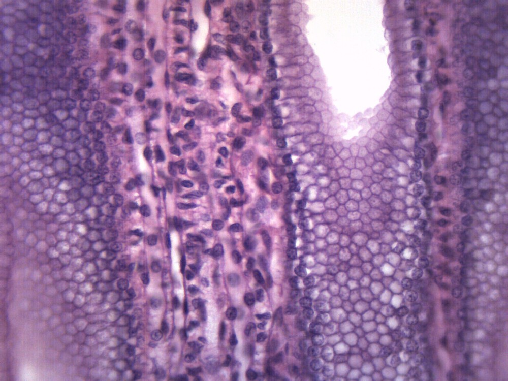 Simple Cuboidal Epithelium - Prepared Microscope Slide - 75x25mm - Eisco Labs