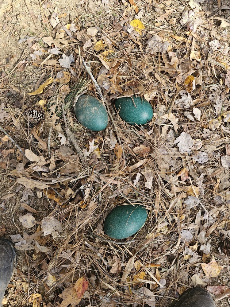 2 Emu Hatching Eggs White Blonde Normals