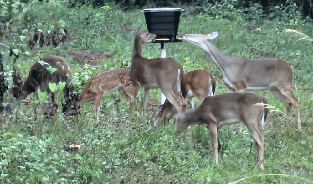 Deer feeder