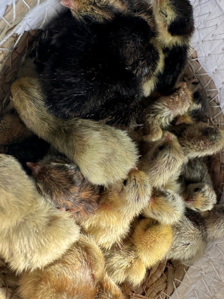 Button Quail hatching eggs