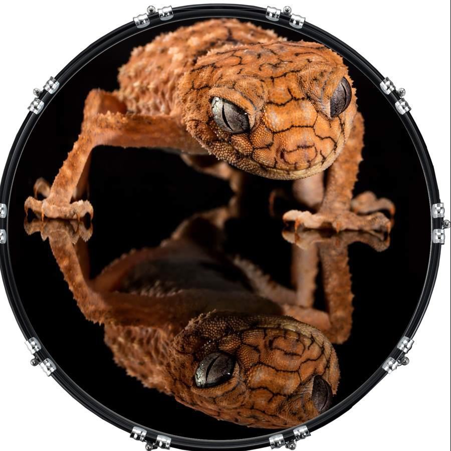 20" Custom Bass Kick Drum Front Head Graphical Gecko 1