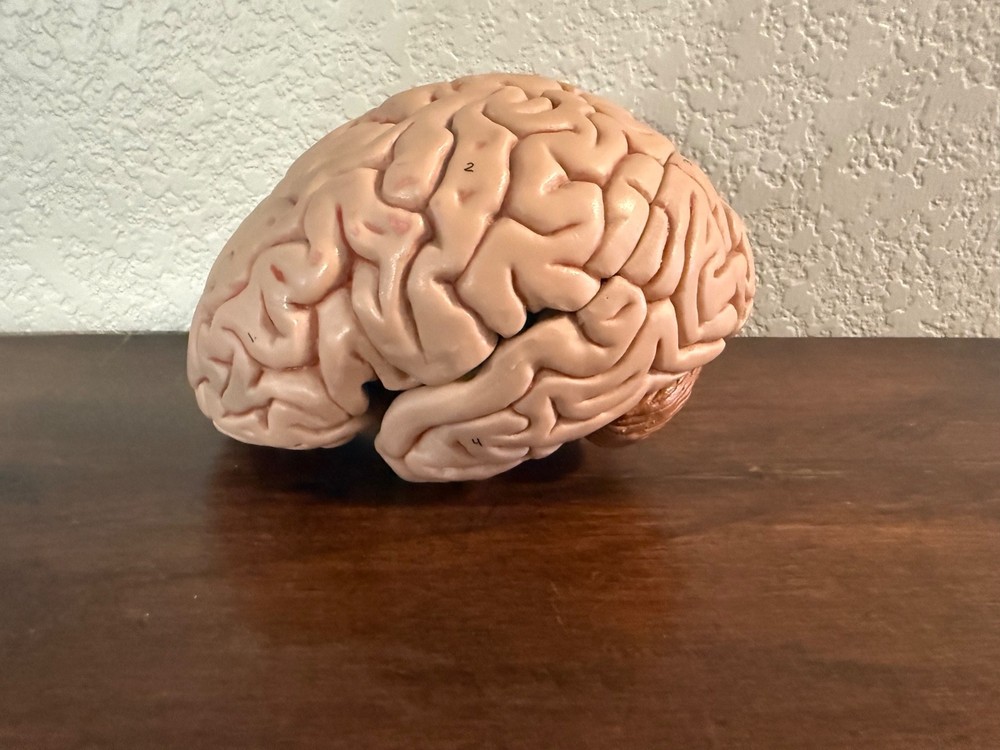 vintage anatomy model brain model 4 pieces