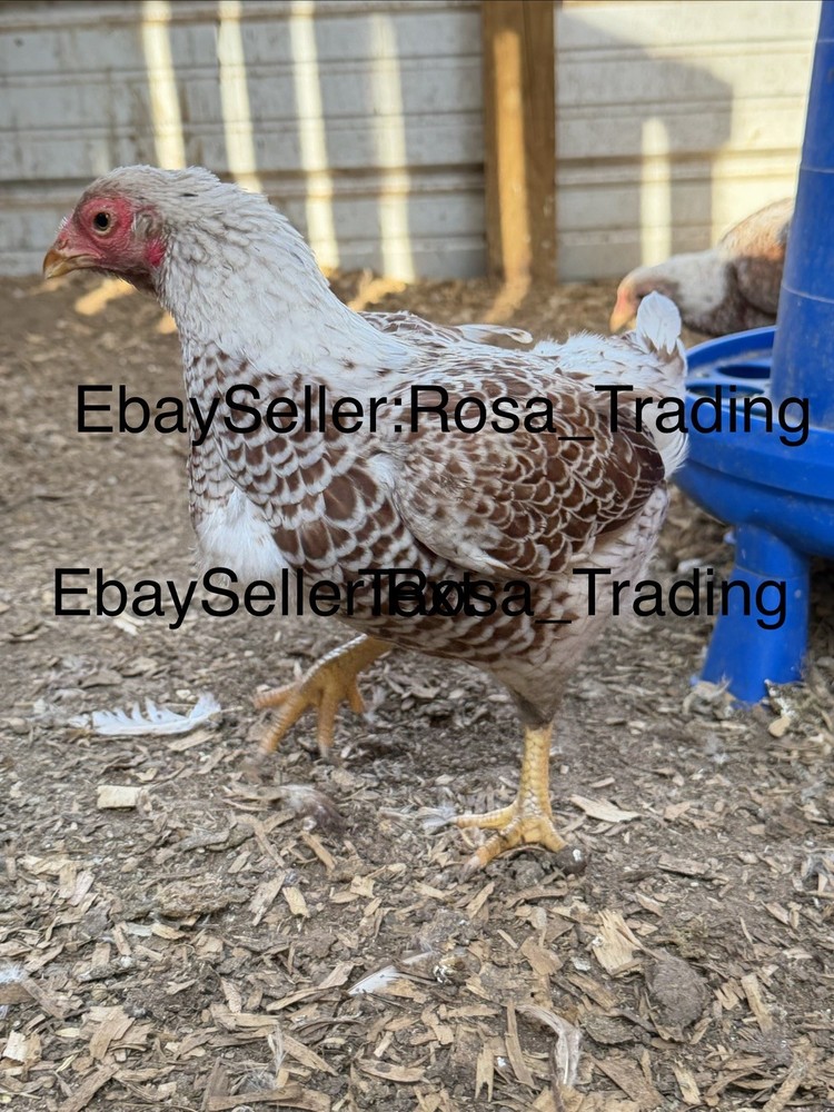 Red white Laced Cornish Bantam Hatching Eggs 10 Pcs