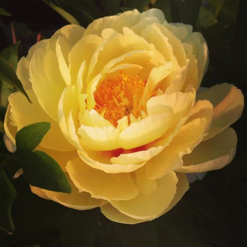 Bartzella Itoh  Bareroot Peony, 2-3 Eye, Great for Fall  or Spring Planting!