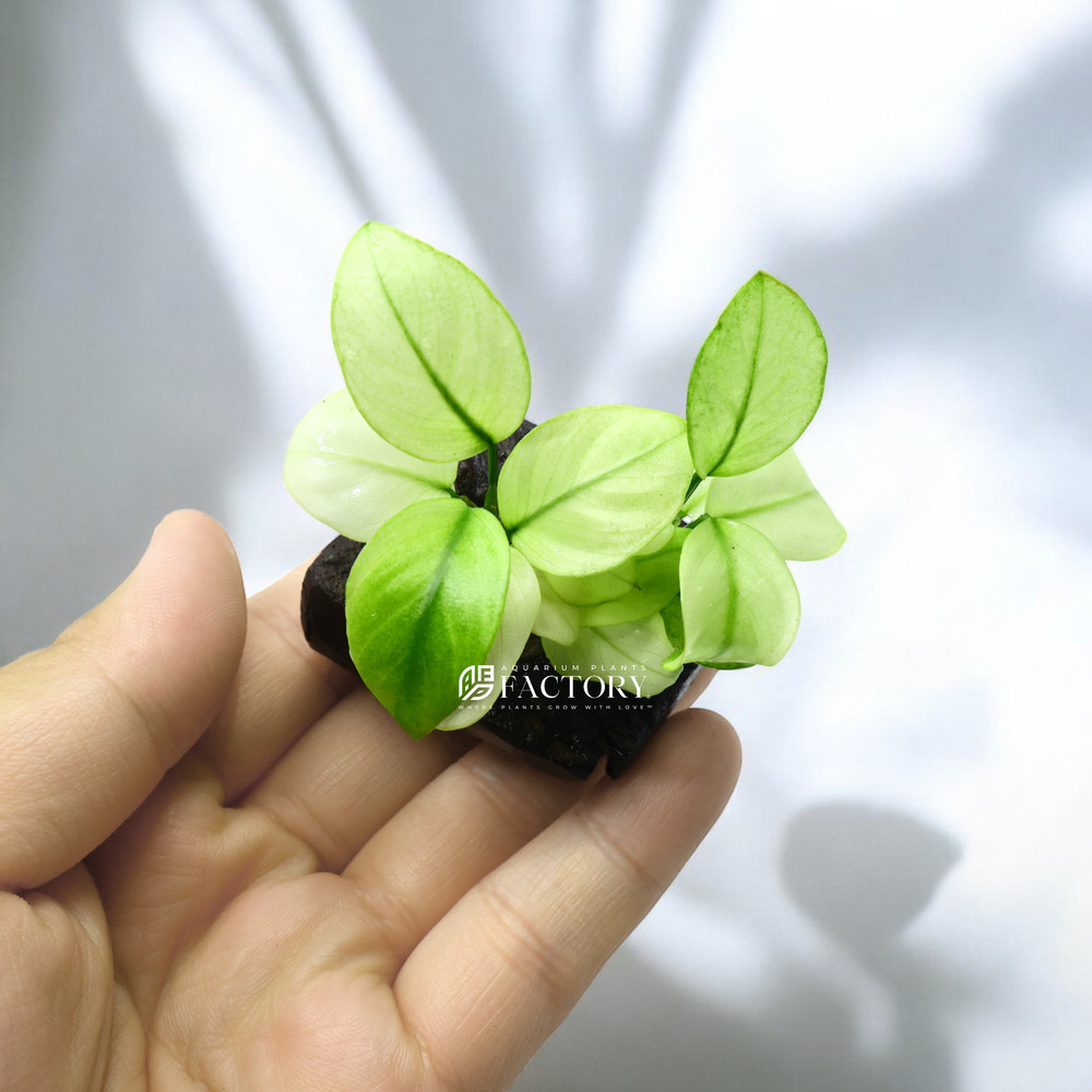 Anubias Broad White on Driftwood