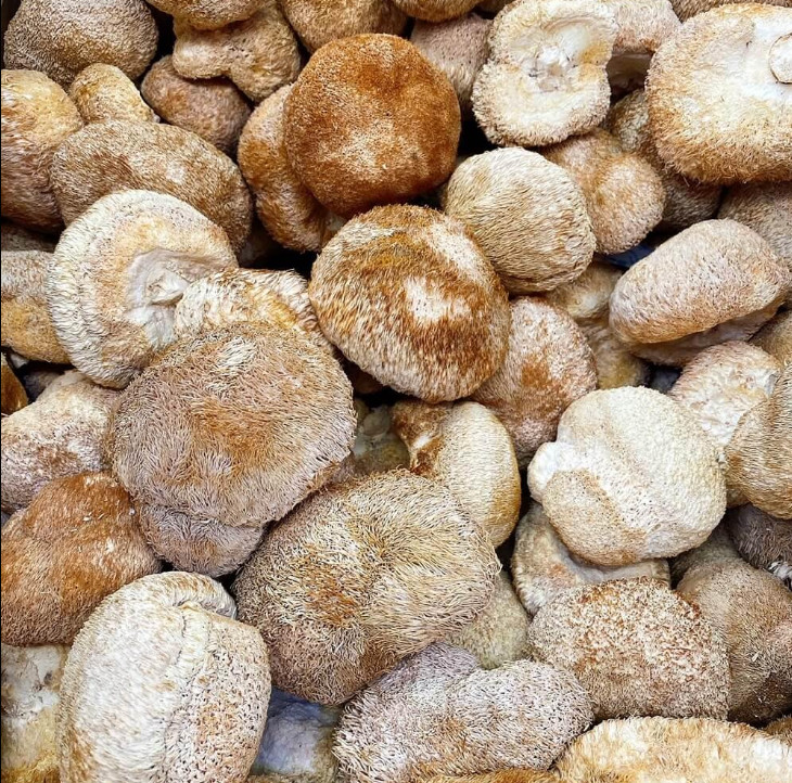 Premium Dried Lion's Mane Mushroom (1 LB)