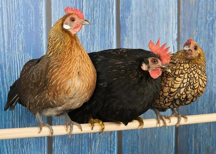 6 Bantam Hatching Eggs - Mixed breeds