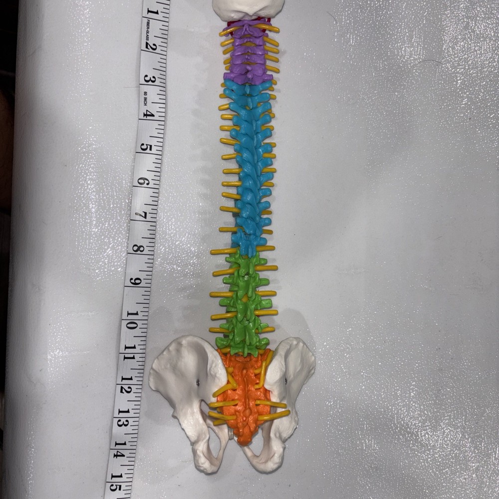 Human Spine Model Skeleton Model Anatomical Model