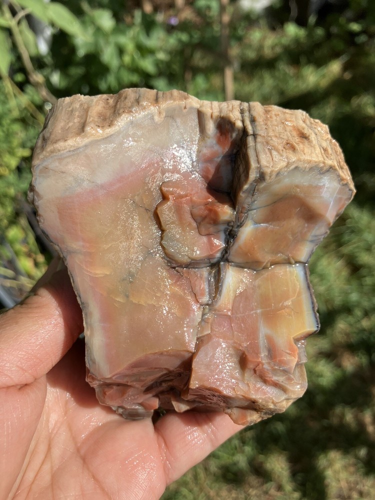 Arizona Petrified Wood