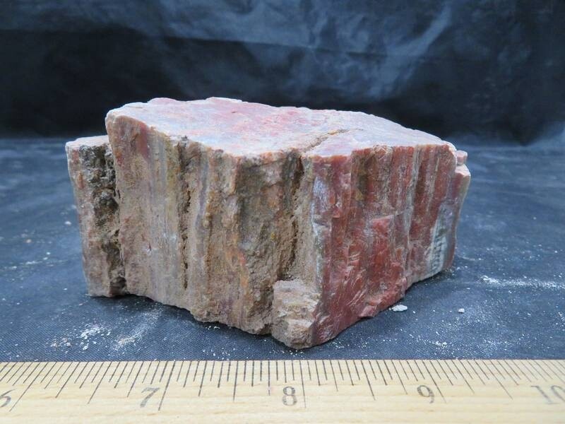Petrified Wood 1 lbs & 6 ozs