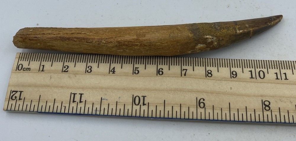 Spinosaurus Teeth Dinosaur F0SSIL Before T Rex Cretaceous K524