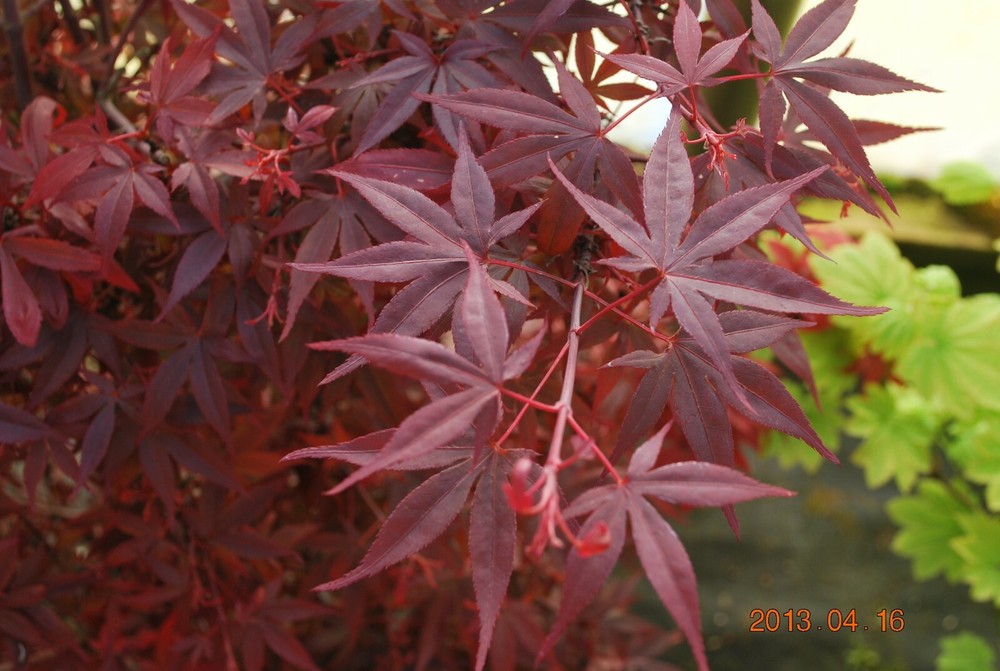 Japanese Maple HIME SHOJO