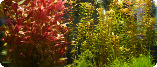 Kessil A360X Tuna Sun