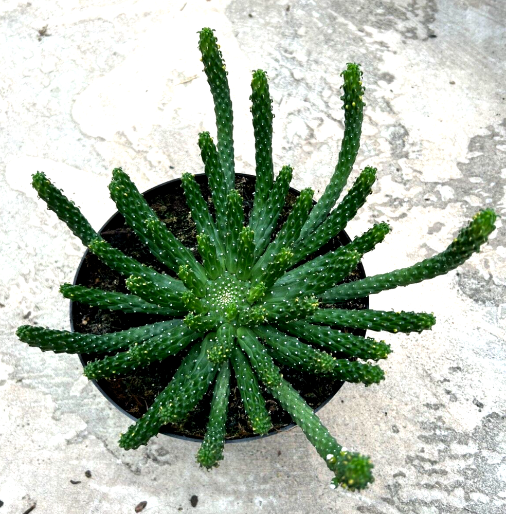 Euphorbia Inermis, Currently in a 9" pot