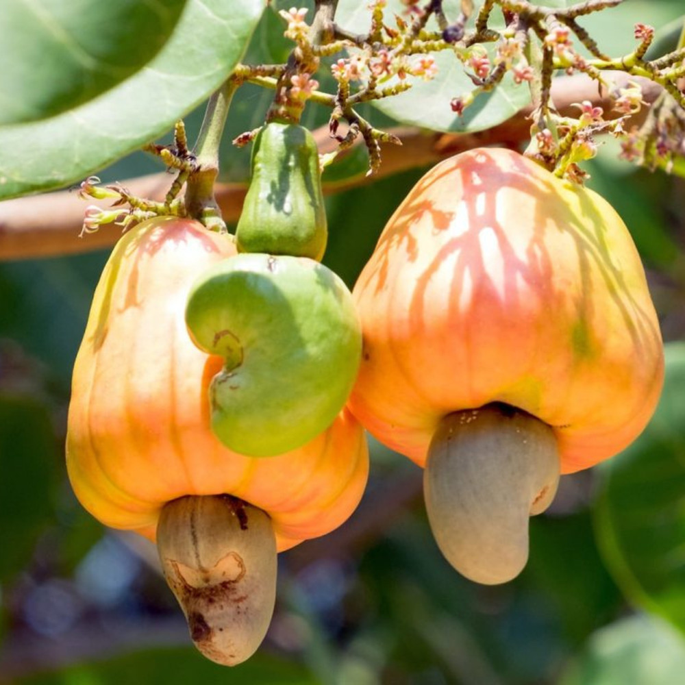 Organic Cashew Nuts | Ceylon Premium Natural Whole Fresh Taste Raw Kernels Bulk