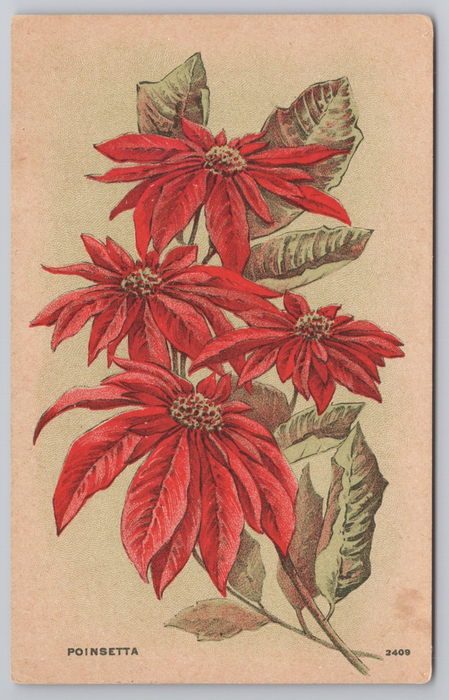 Poinsettia Flower c1911 Postcard