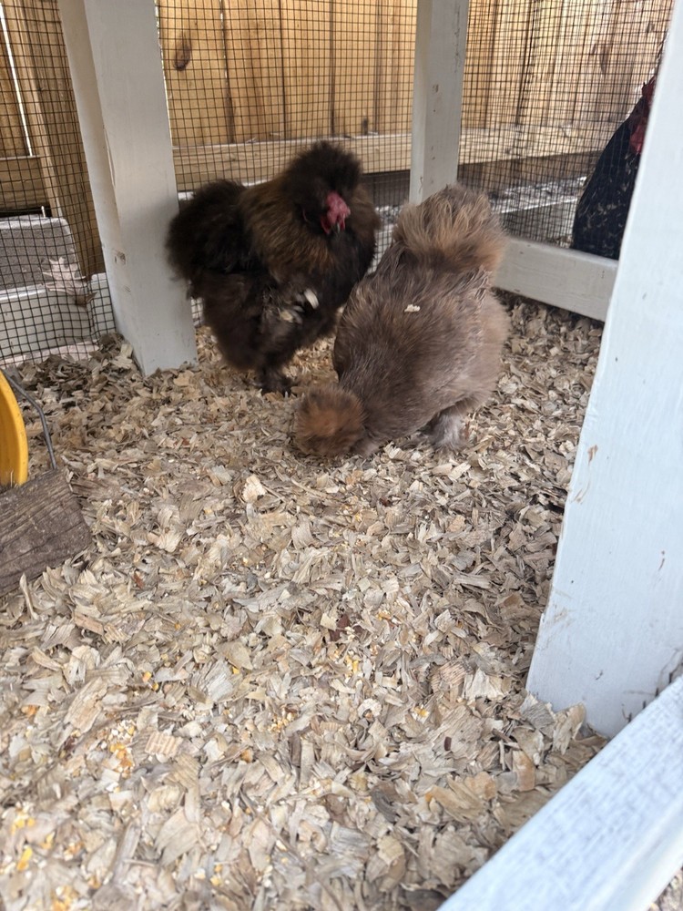 6 Silkie Various Colors hatching eggs