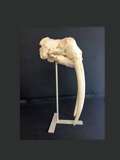 WALRUS SKULL -Replica