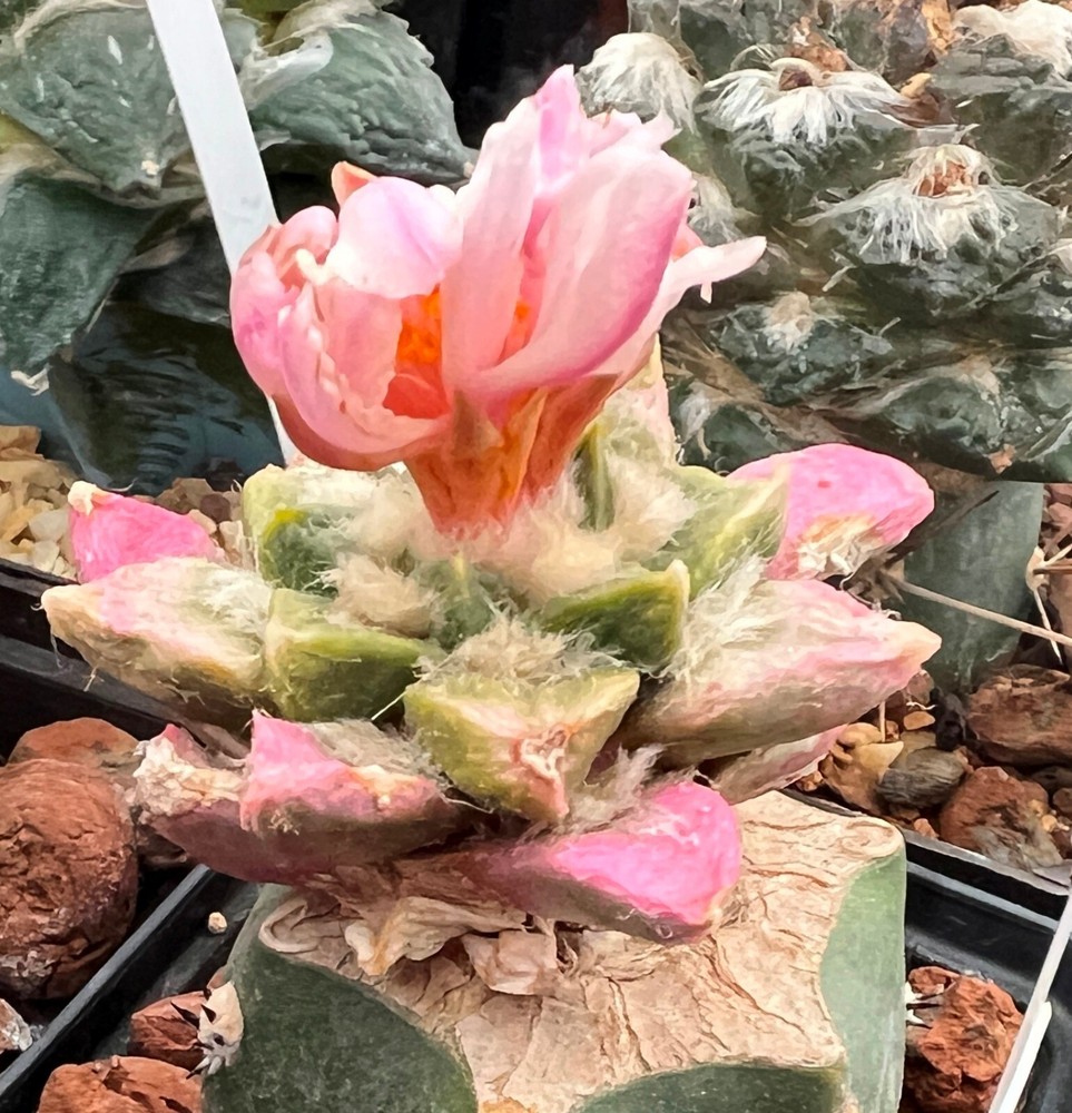 50 FRESH SEEDS, 16.5.A.hybr. multihybrid, different forms, many variegated
