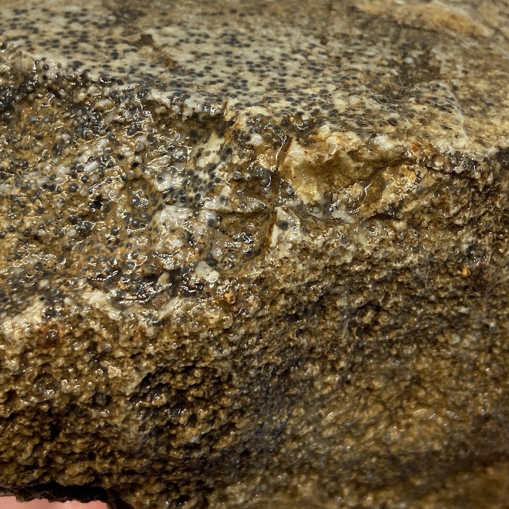 Oolite Fish Egg Agate 1 Pound 3.59 Oz Rare Lapidary Rough