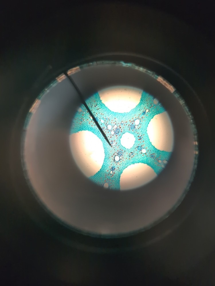 Able Microscope With Slides