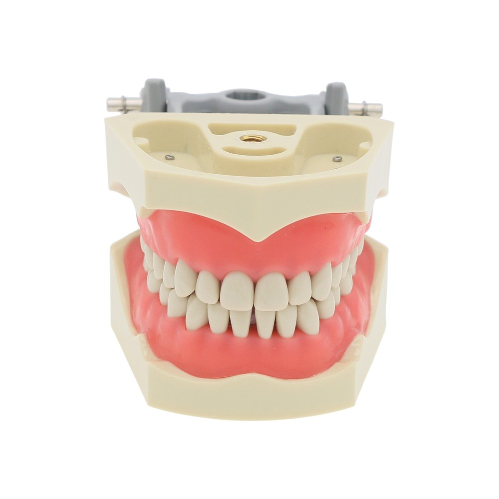 Dental Typodont Exam Restorative Model 32Pcs Removable Teeth Columbia 860 Type