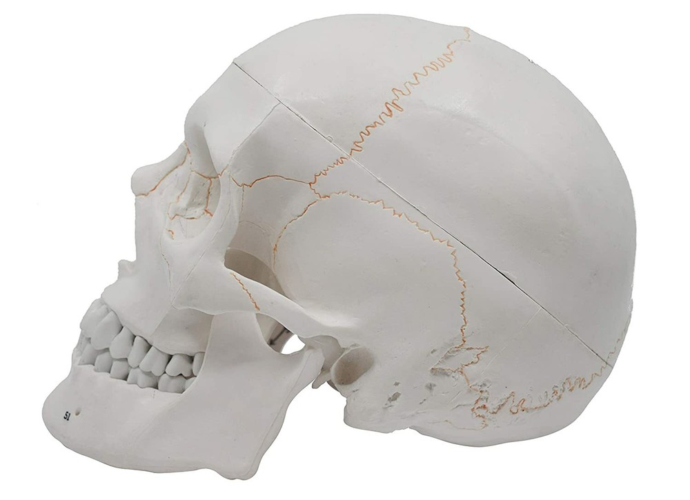 Life Size Numbered Human Skull Model 3 Parts Anatomical Model Teaching Model