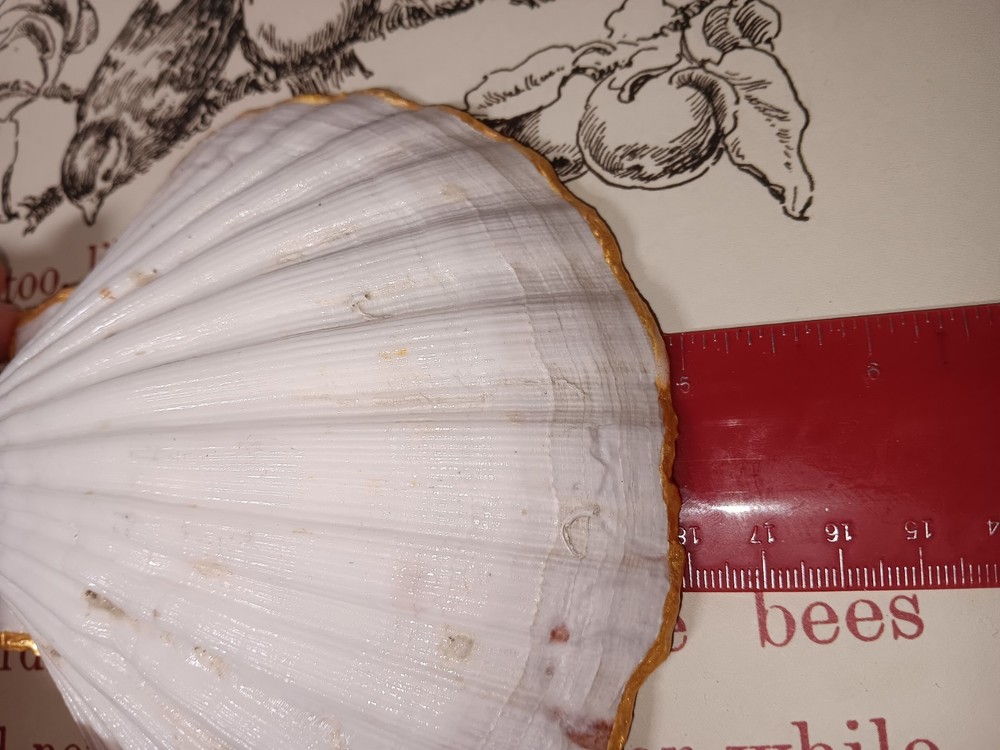 Handmade Shell Trinket Dish With Cardinal And Flowers