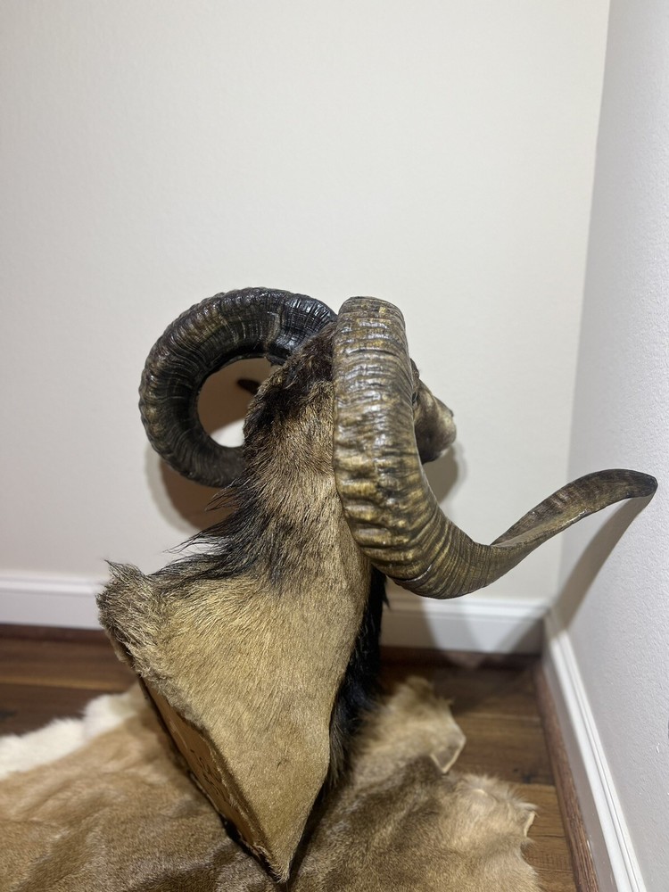 Ram Mount & leg Taxidermy