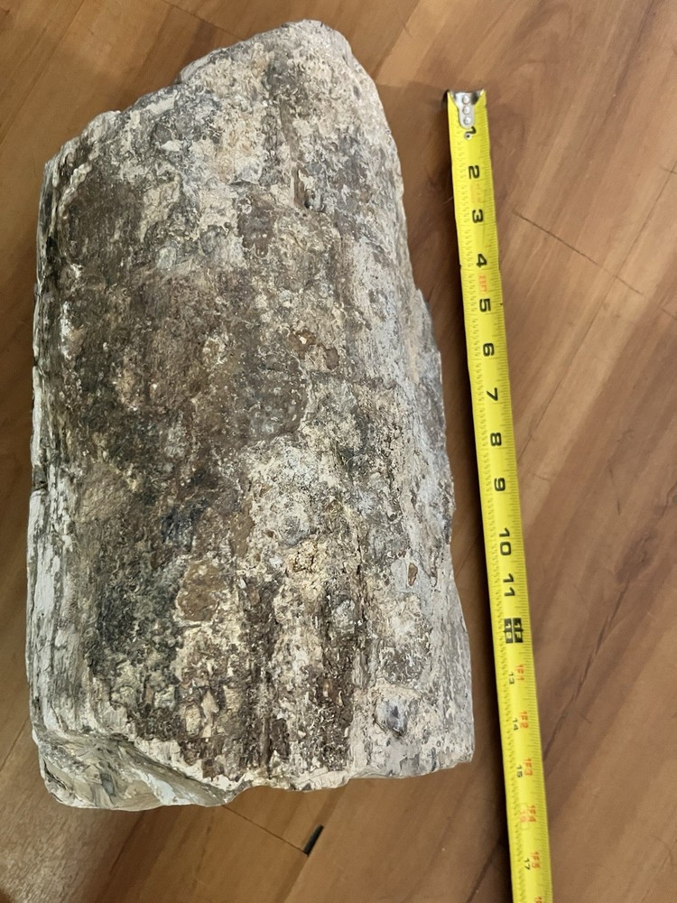Petrified Wood