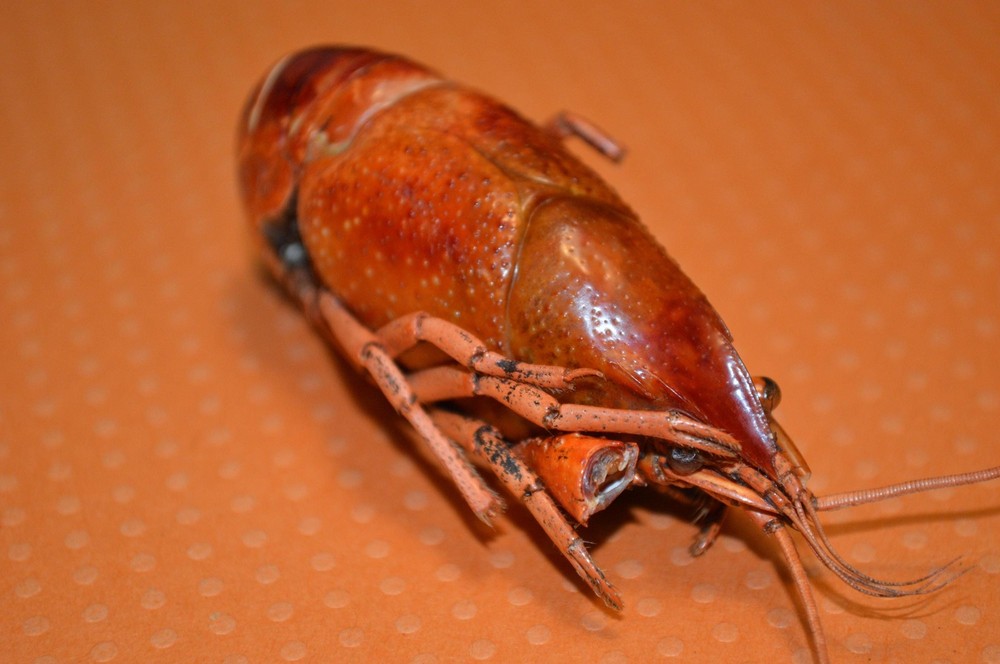 Whole Crayfish- Hermit Crab Food